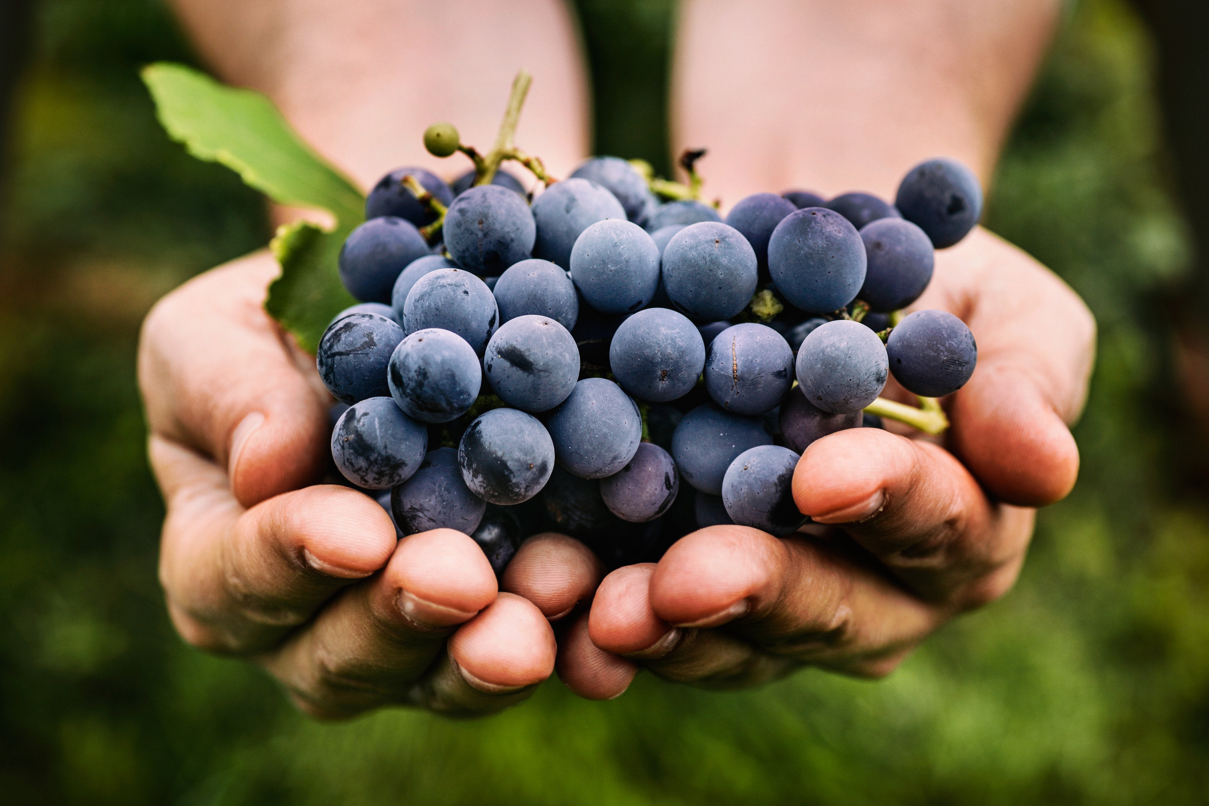 The Many Precious Polyphenols In Natural Wine DryFarmWines Development